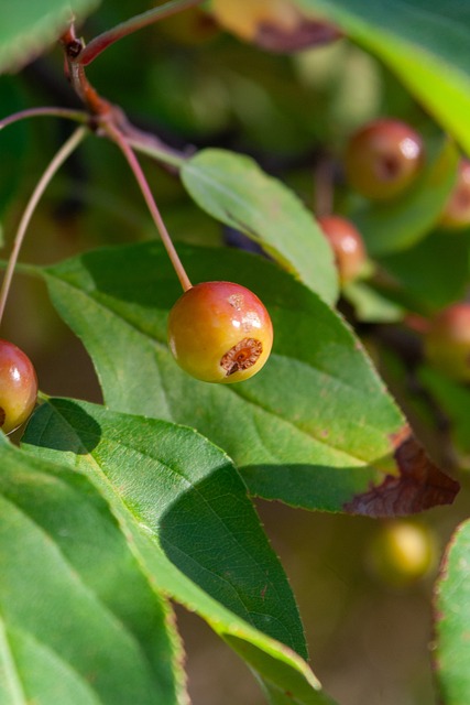 登貝萊的去 登貝萊的去